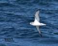 Cook's Petrel